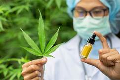 Cannabis Oil- kräm - ingredienser - åtgärd