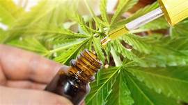 Cannabis Oil - bättre humör - Forum - bluff - test