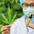 Cannabis Oil- kräm - ingredienser - åtgärd